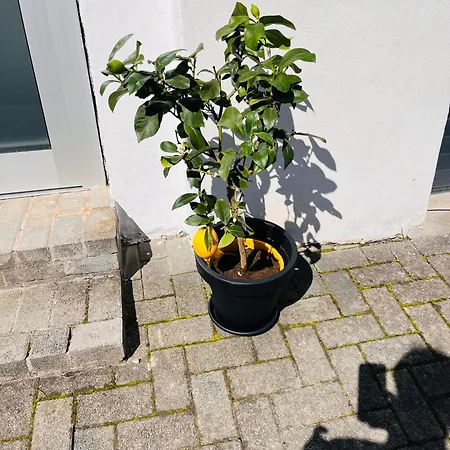 דירה Julia's Mosel Tony *