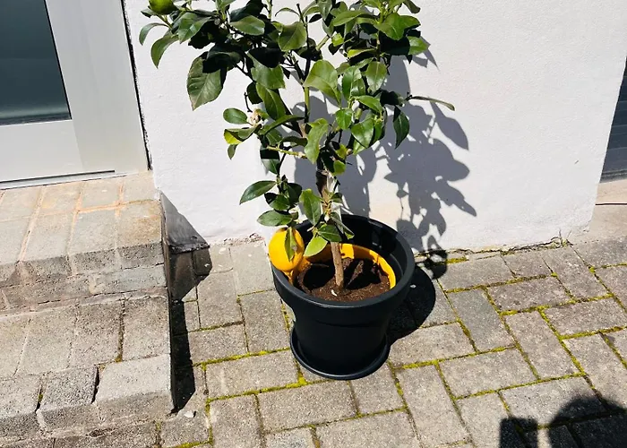 Appartamento Julia's Mosel Tony *